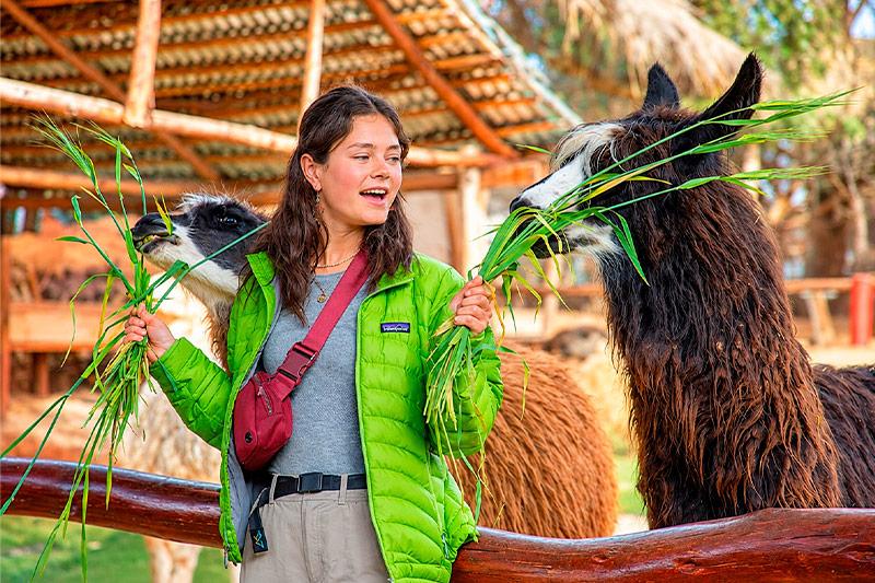 Mujer con chaqueta verde dando pasto a dos llamas detrás de una cerca de madera
