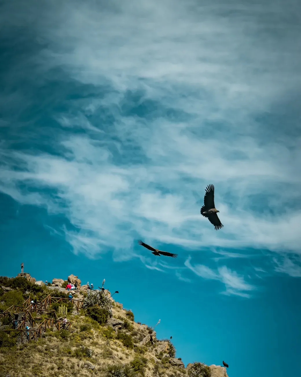 Andean Condors in the Colca Canyon | TreXperience