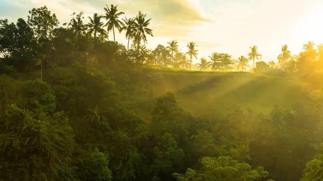Sunrise in the Amazonas | TreXperience
