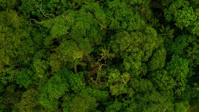 Rainforest in Peru | TreXperience