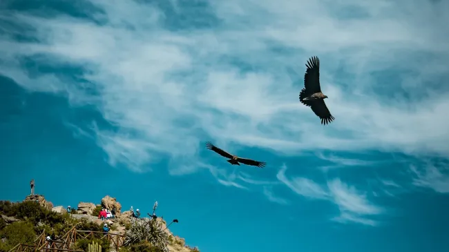 Condors flying above the Colca Canyon | TreXperience
