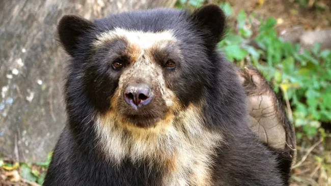 Spectacled Bear in Peru | TreXperience