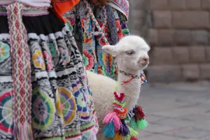 Farmers with their alpacas in Cusco | Trexperience