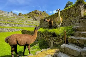 Alpacas in Machu Picchu citadel | TreXperience