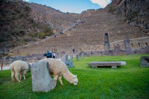 ollantaytambo archeological site | TreXperience