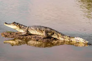 Cayman in the river | Trexperience