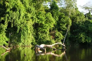 Amazon lagoon | Trexperience