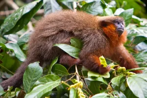 Amazon monkey | Trexperience