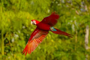 Amazon Scarlet Macaw | Trexperience