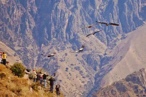 Colca canyon condor watching | Trexperience