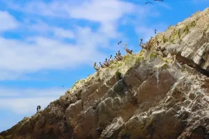Ballestas island biodiversity | Trexperience