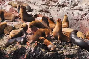 Sea lions on the rocks of Ballestas island | Trexperience