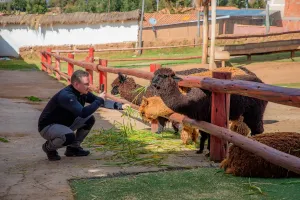 Llamas and alpacas farm in the Sacred Valley | Trexperience