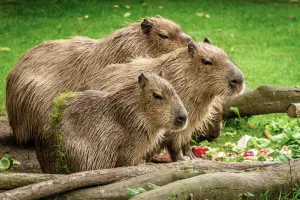 Capibaras in the Amazon river | Trexperience