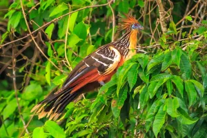 Hoatzin bird in the amazon | Trexperience