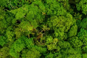 Peruvian amazon rainforest | Trexperience