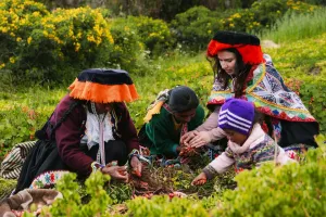 Harvesting potato in Pisac Potato Park cultural experience | Trexperience