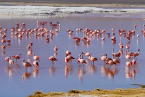 Flamingo in Arequipa | Trexperience