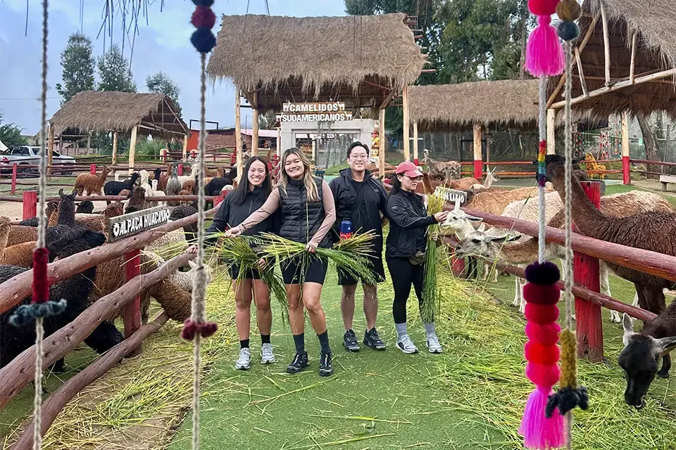 Tour a una granja de alpacas en el Valle Sagrado | TreXperience
