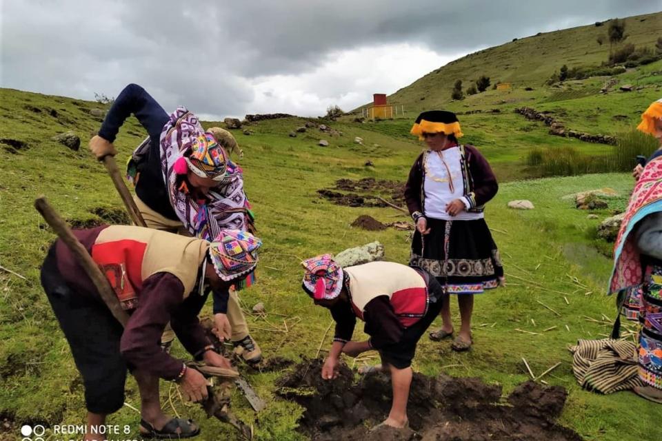 Andean farmers of the Potato Park cultivating potatoes using traditional methods along the Comfort Inca Trail.