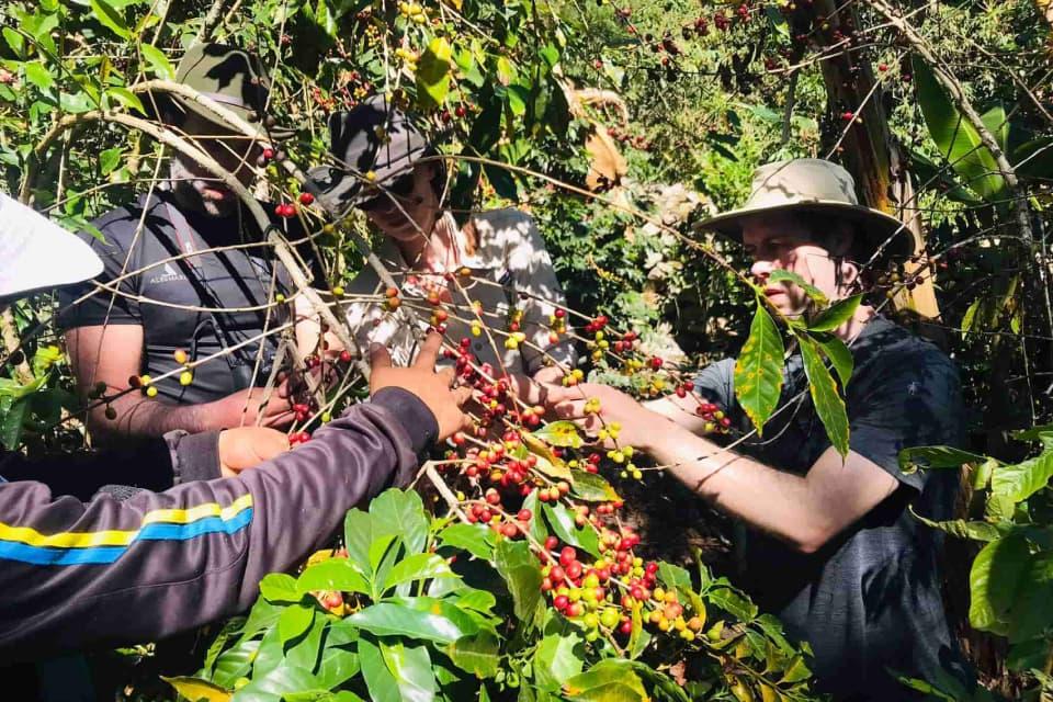 Coffee harvesting Salkantay trek 4 days | TreXperience