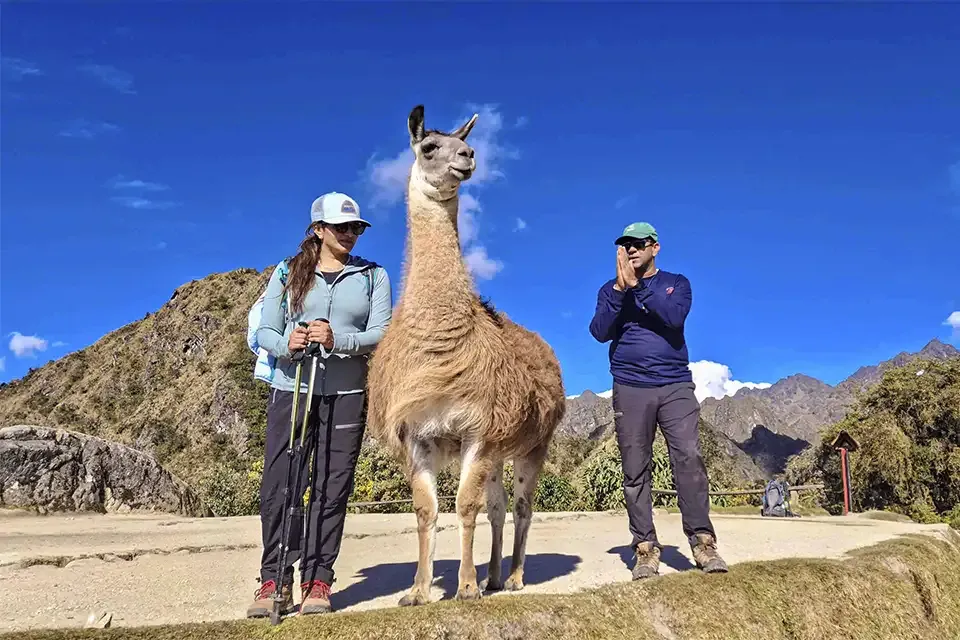 Photo with a lama in the Luxury Inca Trail | TreXperience