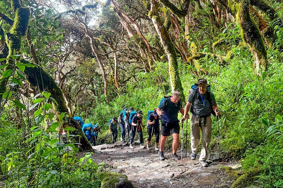 Grupo de senderistas subiendo por un sendero de piedra en el bosque nuboso (Camino Inca 4 días) | TreXperience