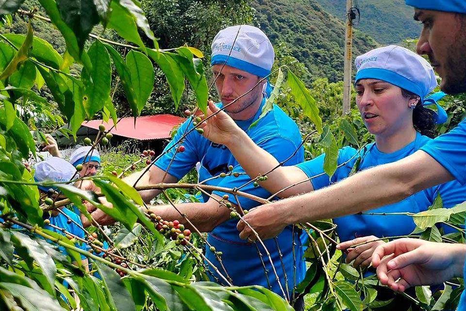 Group wearing blue caps and shirts harvests coffee beans from a plant with red and green cherries, Salkantay Trek 4 Days to Machu Picchu | TreXperience