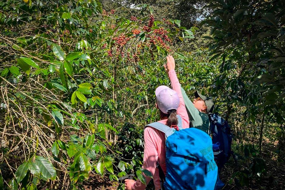Two people with backpacks reach for a coffee plant with red cherries on a trail through dense vegetation, Salkantay Trek 5 Days to Machu Picchu | TreXperience