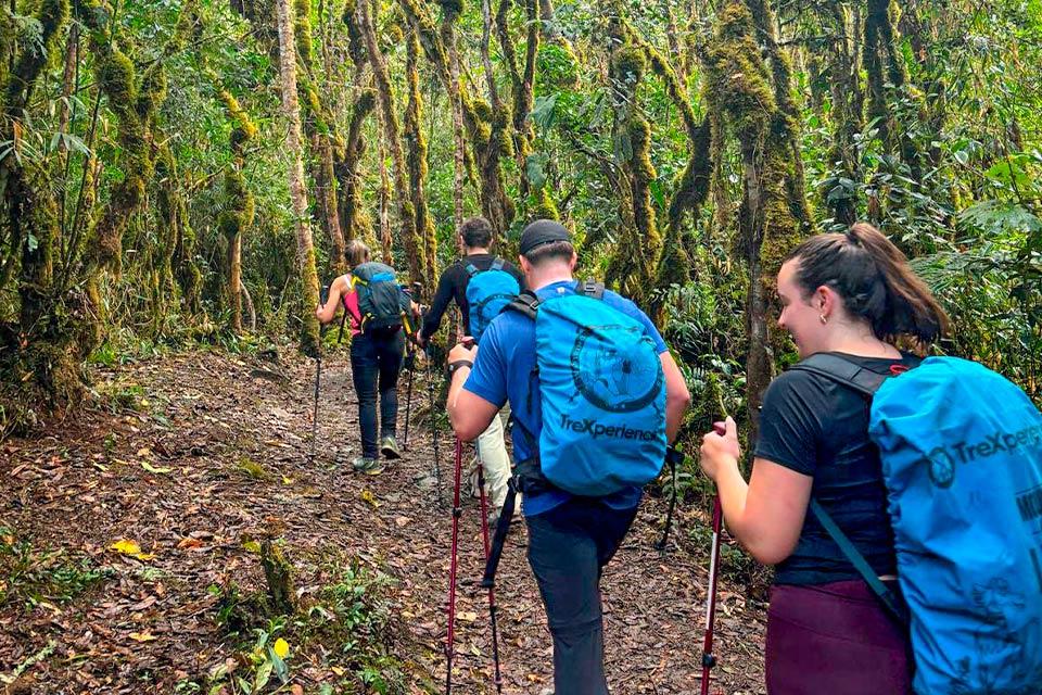 Group of hikers walking through the cloud forest on the Inca Trail (Ultimate Inca Trail Tour, 5 days) | TreXperience