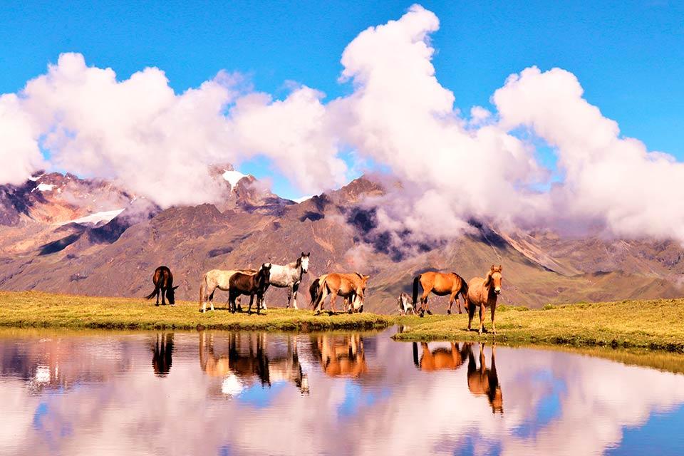 Horses grazing by a reflective lagoon with mountains and clouds in the background, Cachicata Inca Quarry Trek to Machu Picchu 4 Days 3 Nights | TreXperience