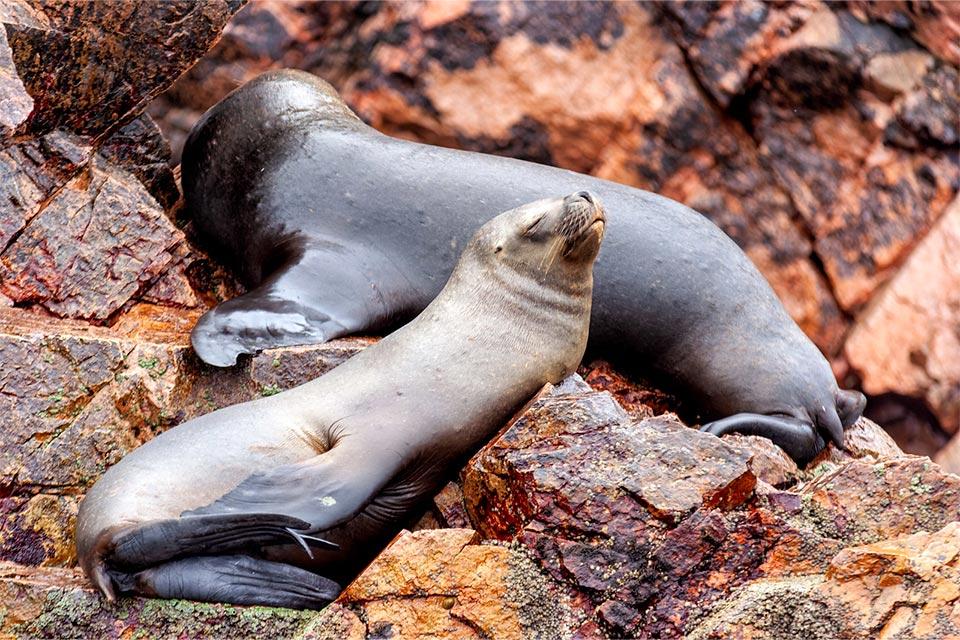Focas en las Islas Ballestas - Perú gran aventura | TreXperience