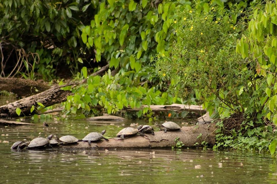 Little amazon turtles on the river | TreXperience