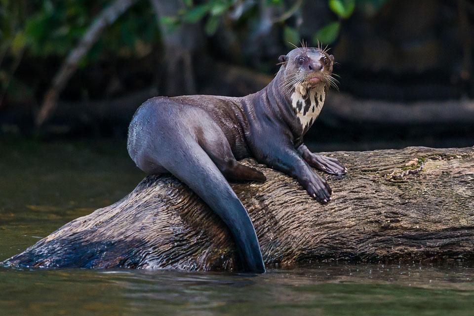 A river otter resting on a wooden log floating in Lake Sandoval | TreXperience
