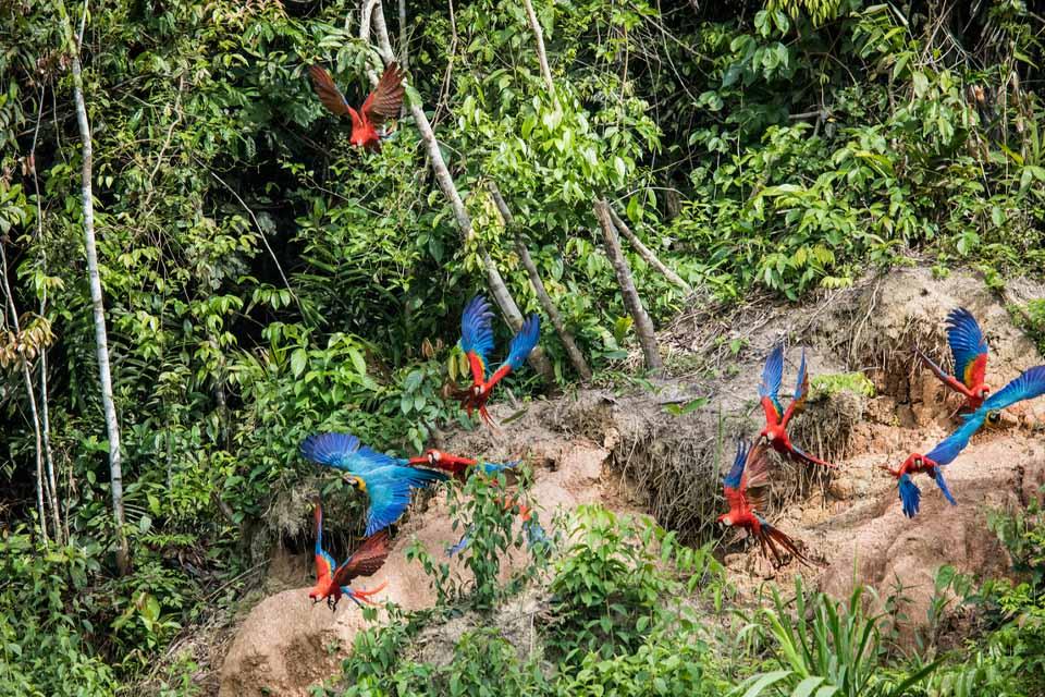 Macaws in the jungle of Tambopata | TreXperience