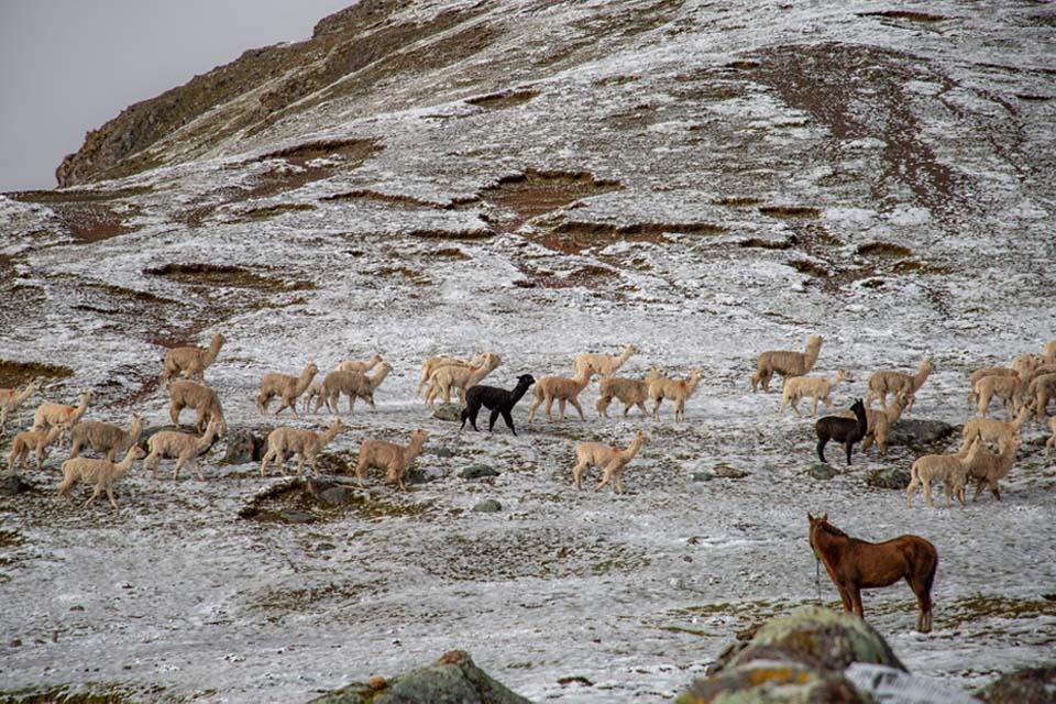 Llamas y Alpacas durante la caminata Ausangate | TreXperience