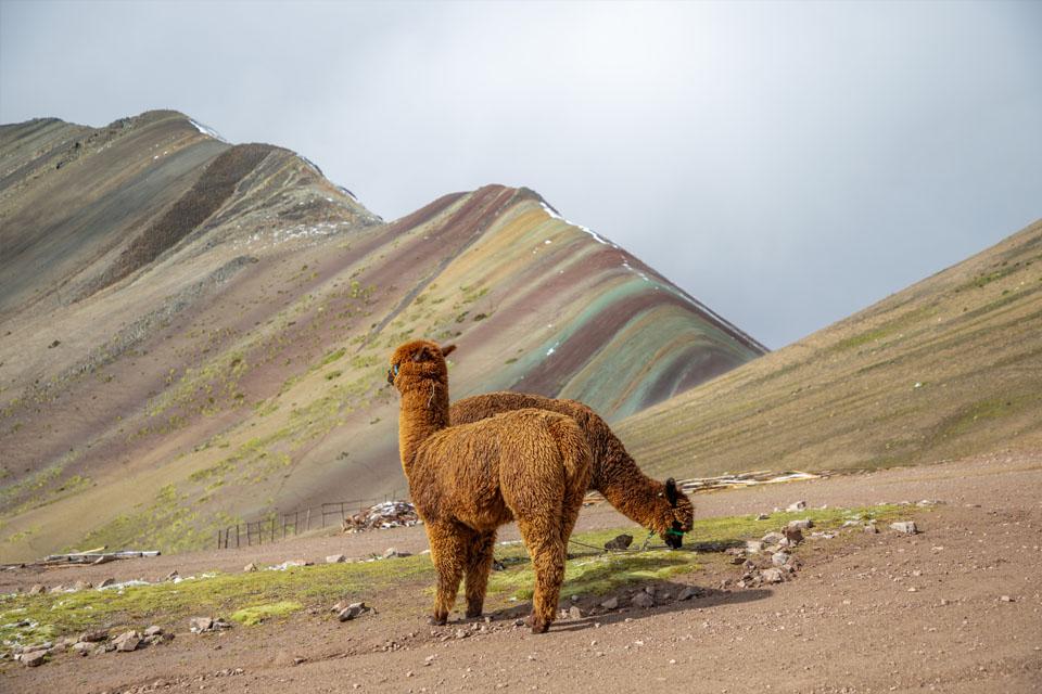 Alpacas en su habitad natural junto a la Montaña de Colores | TreXperience