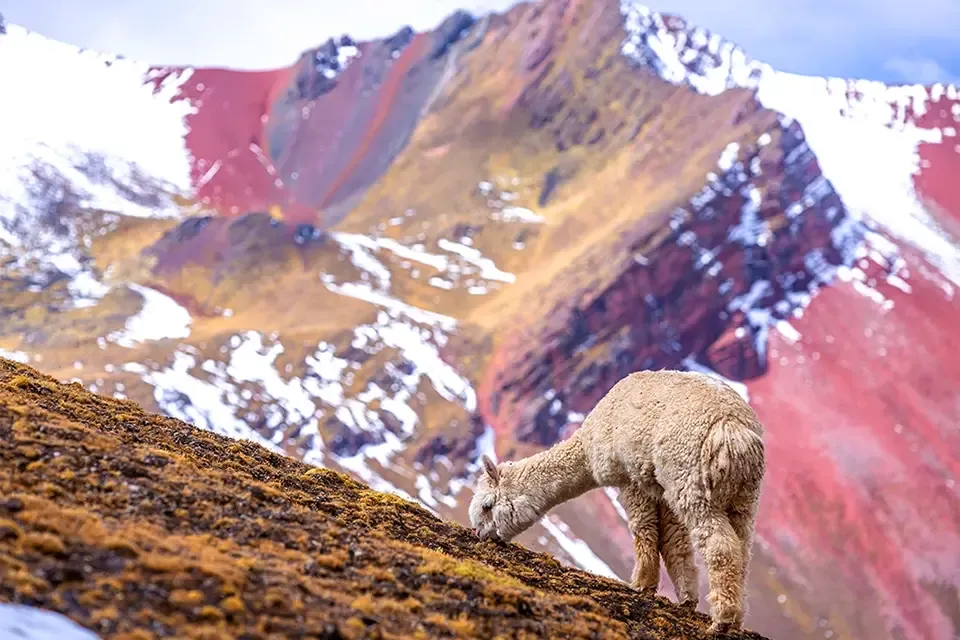 Alpaca at Rainbow Mountain and Red Valley | TreXperience