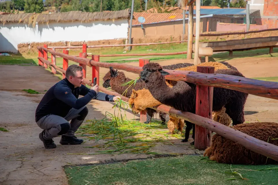 Man taking a photo of Andean camelids eating green leaves in a tourist corral | TreXperience