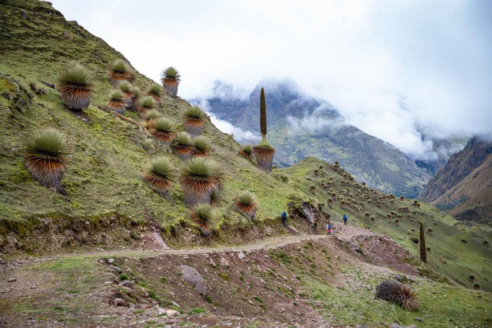 Panoramic view of puya plants along a mountain trail surrounded by a misty Andean landscape | TreXperience