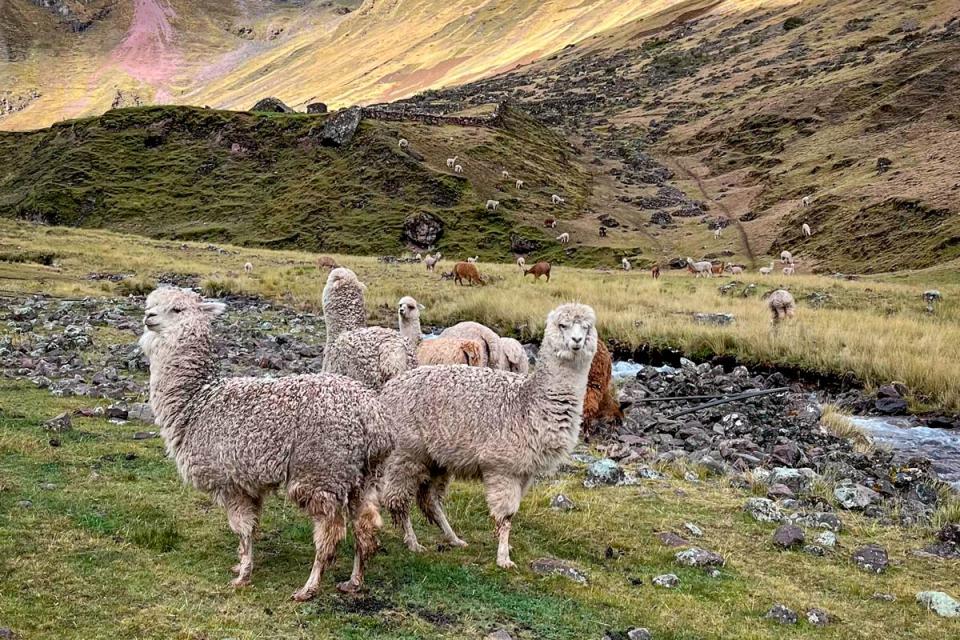 Group of llamas grazing beside a stream in a valley surrounded by Andean mountains during a hike | TreXperience