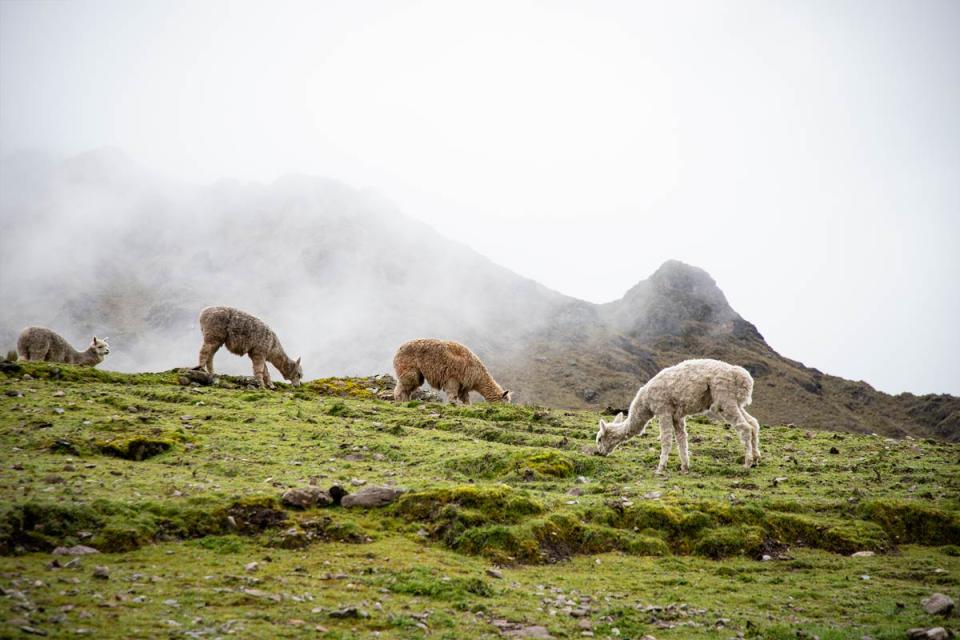 Group of alpacas grazing in a misty mountain landscape during a hike | TreXperience