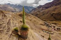 puyas raimondi lares trek | TreXperience
