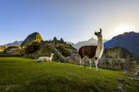 Llamas at Machu Picchu - Machu Picchu Day trip