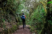 Man hiking on the forest along the Inca Trail | TreXperience