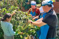 Recolectando granos de café en el camino del Salkantay Trek | TreXperience