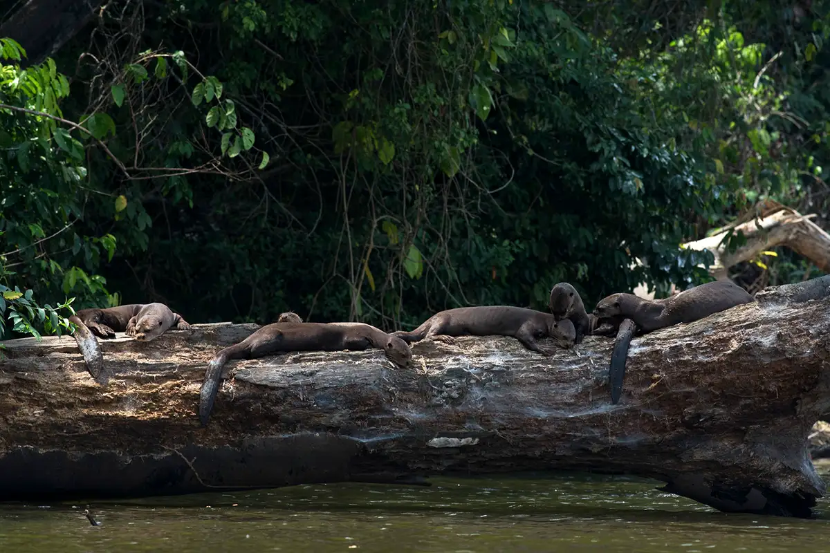 Giant river otter in Tambopata