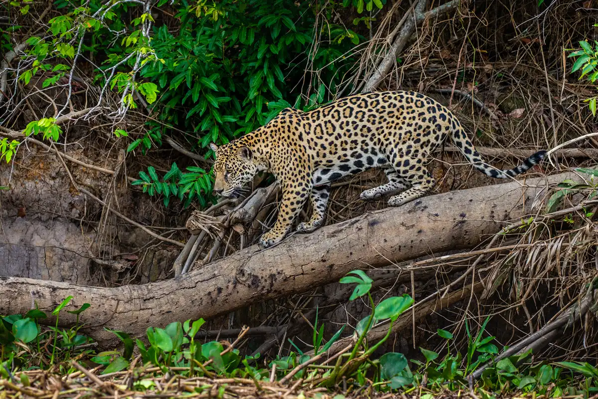 Jaguar Spotting in Tambopata Natural Reserve | TreXperience