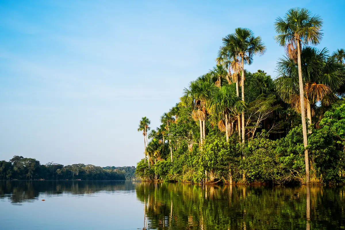 Lago y palmeras de aguaje en Tambopata | TreXperience