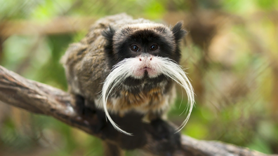 The bearded emperor tamarin | TreXperience